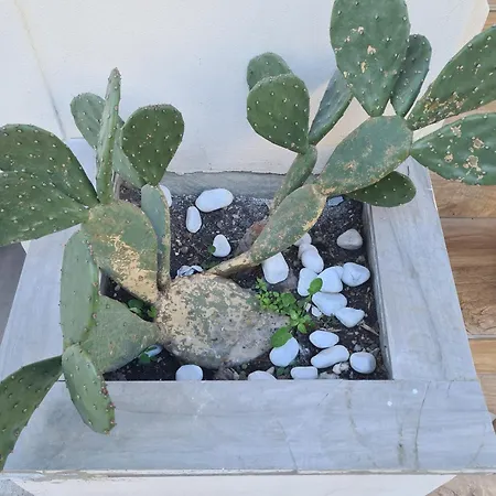 Colivingone-mora Pensión